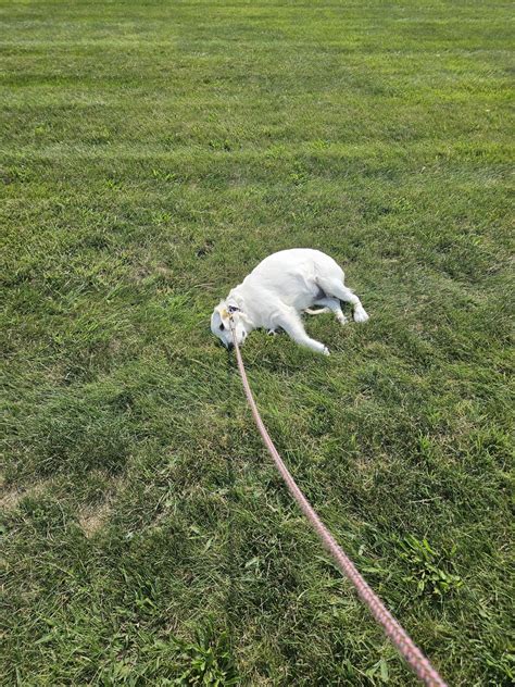 Insubordinate! And churlish! : r/Eyebleach