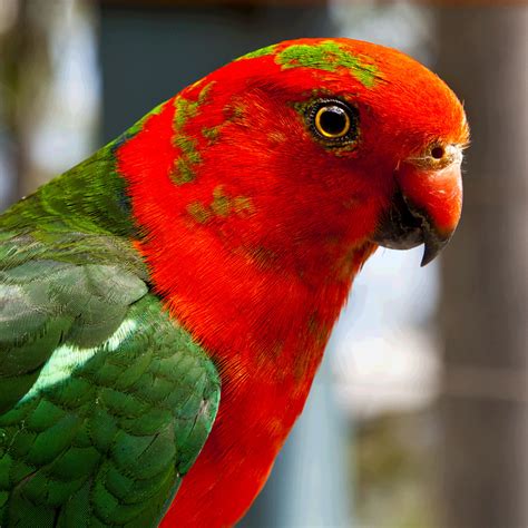 Unveiling Australia’s Enchanting Indigenous Animal Treasures
