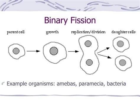 Image result for Binary Fission Examples