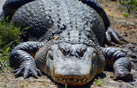 Louisiana State Animal