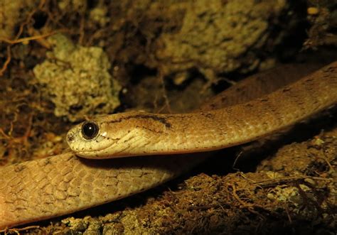 Reptiles (Class Reptilia) - Bali Wildlife