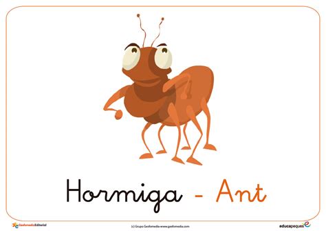 Insectos En Ingles Y Español Para Niños - Niños Relacionados