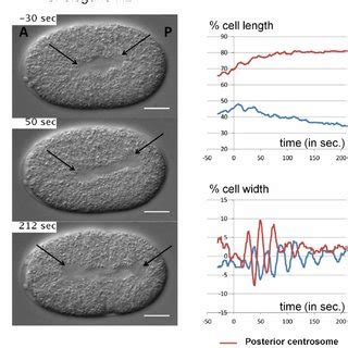 Collaborations - Cytoskeleton and Cell Shape Lab - Prof. Chaitanya Athale