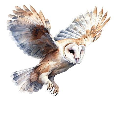 Pin by Sussi Malou Nielsen on 𝙰𝚗𝚒𝚖𝚊𝚕𝚜 | Owl watercolor, Owl art, Barn owl