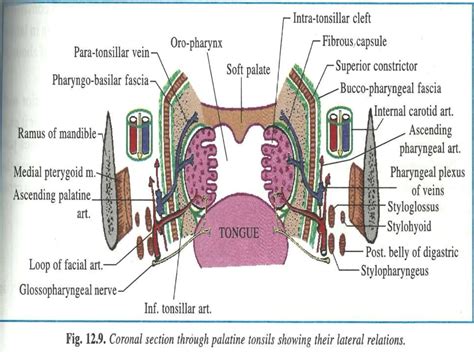 Anatomy Of Tonsils