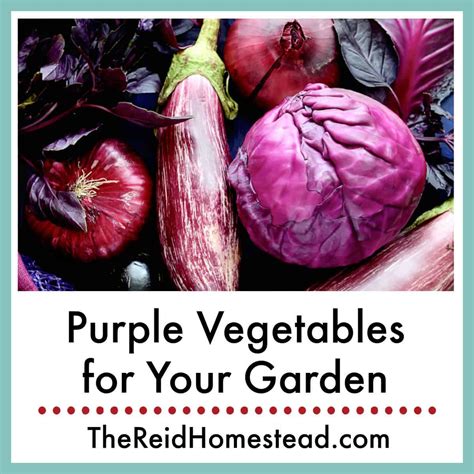 Names Of Purple Root Vegetables