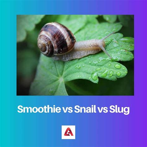 Snail/Slug Description at Gail Ervin blog