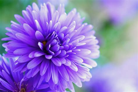 Macro Purple Flower Photography