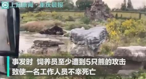 上海野生动物园熊吃人视频全过程！饲养员遭熊攻击身亡原因详情 饲养员遭熊攻击身亡现场疑曝光|车入区|饲养员|上海野生动物园_新浪新闻
