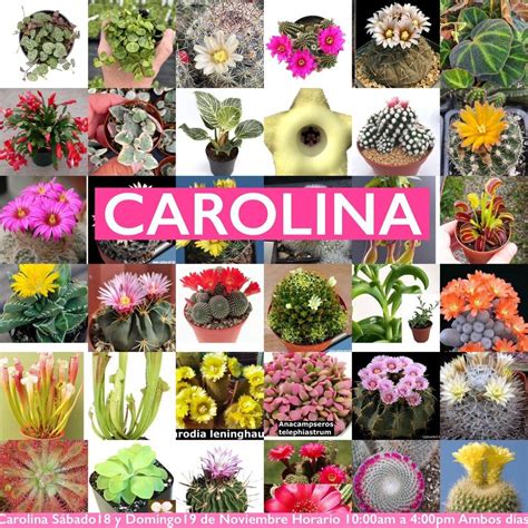 CAROLINA Gran Venta de Cactus, Suculentas, Carnivoras, Rosas del ...