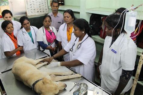 கால்நடை மருத்துவ படிப்புகளுக்கு விண்ணப்பம் இன்று தொடக்கம்: பிளஸ் 2 ...