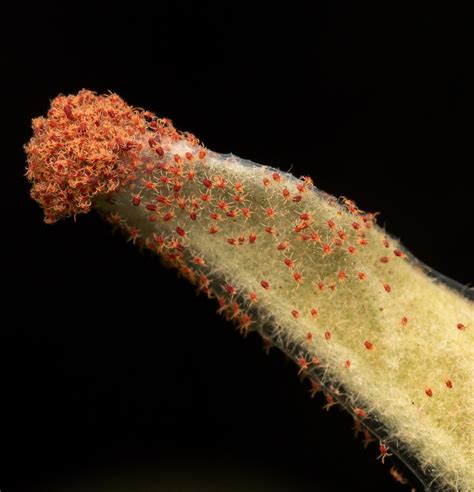 Does Sevin Dust Kill Spider Mites? The Surprising Truth – Beaver Maids | Best-Rated Ottawa House ...