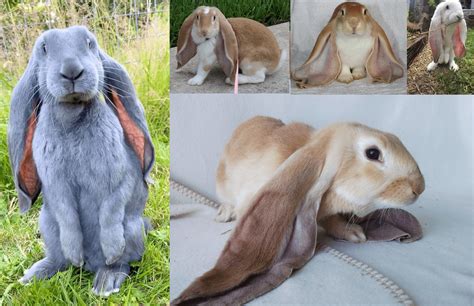 Giant Floppy Eared Rabbits Bunnies For Sale Happily Ever After
