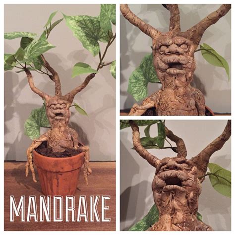 Plants In Harry Potter at Charlotte Lucero blog