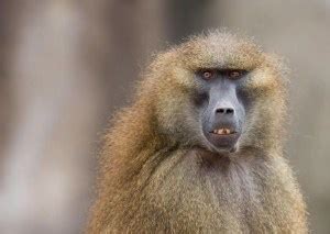 Image result for Baboon Behavior