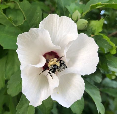 Names Of White Flowering Shrubs