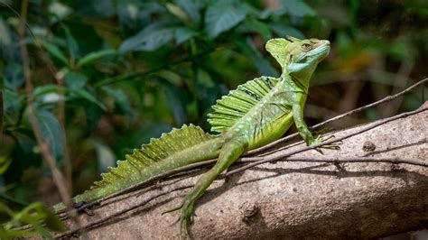 Download wallpaper 3840x2160 basilisk, lizard, reptile, log 4k uhd 16:9 ...