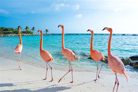 Wildlife In Aruba