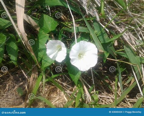 White Morning Glories stock photo. Image of morning, northwest - 43840434
