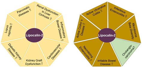 Fecal and Urinary Adipokines as Disease Biomarkers