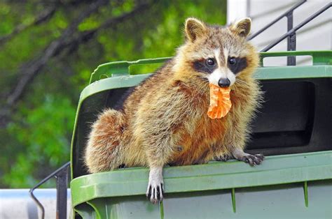 How To Deter Raccoons And Keep Them Away From The Yard