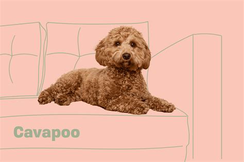 Image result for Cavapoo Adult