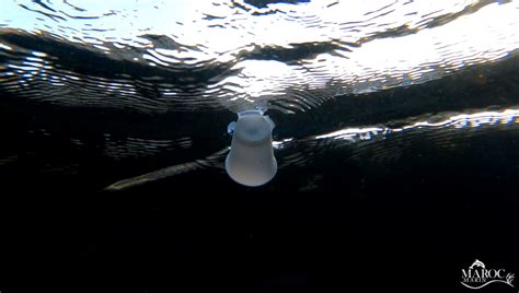 Les sacs en plastique tuent 100 000 animaux marins et 1 million d ...
