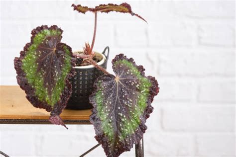 20 Statement-Making Houseplants with Huge Leaves – ChhajedGarden.com