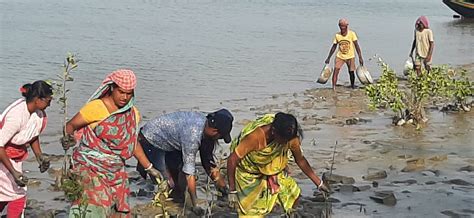 Strengthening Sundarbans’ Vulnerable Embankments: ACV’s Initiative on ...