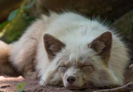 Fur Bans - FOUR PAWS International - Animal Welfare Organisation