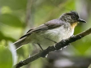 Visayan Babbler - eBird