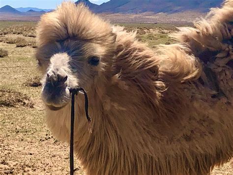 Exploring the North Vietnamese Flag: A Journey Through Time and ...