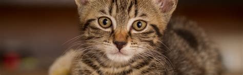 Download wallpaper look, portrait, muzzle, kitty, cat, section cats in ...