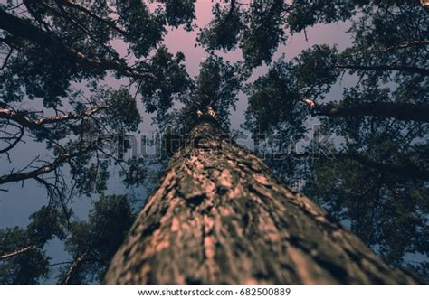 Image result for Dramatic Tree Images