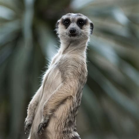 30 Interesting Facts About Meerkats | Fun Meerkat Facts | Boozy Fox