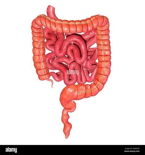 Small and large intestine Stock Photo - Alamy