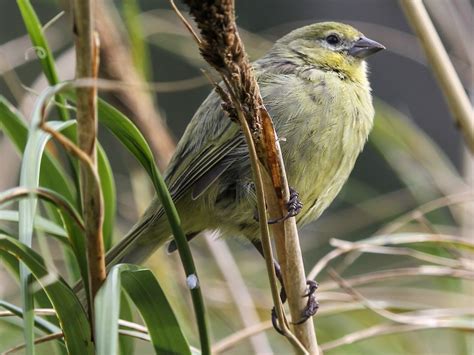 Nightingale Island Finch - eBird