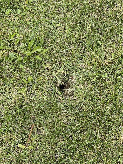 Hole in lawn, anyone know what it could be? : r/landscaping