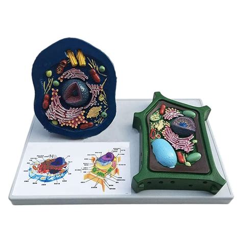 Buy Animal and Cell Anatomy Model,Cross-Section Model of Animal and ...