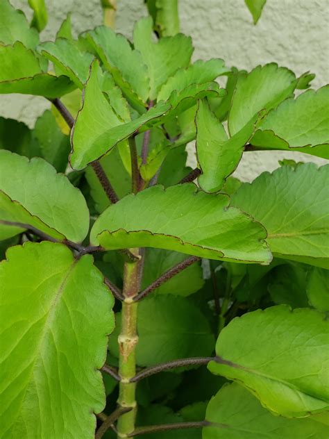 Jamaica Leaf of Life Starter Plant Organic Miracle Leaf Bryophyllum ...