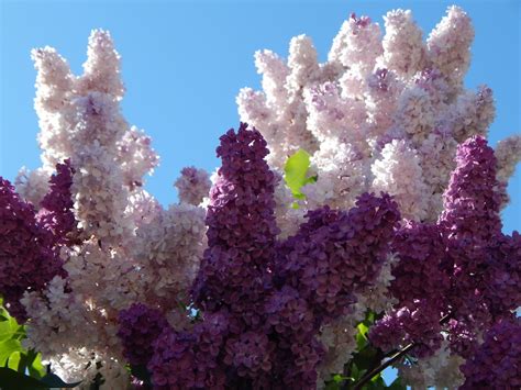 The Color Lilac: Definition, Hex Code, History, Meaning, and Design ...