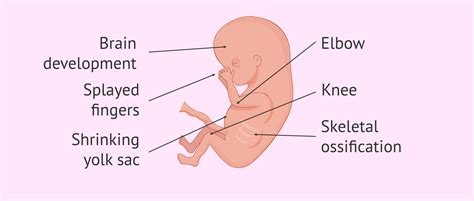 10th week of pregnancy: the fetus begins to move