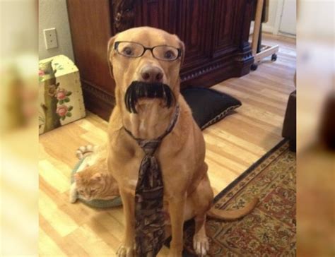 Image result for Dogs Making Humans Laugh