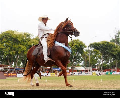 Peruvian horse and rider, known as Chalan, showing his gait at the 2024 ...