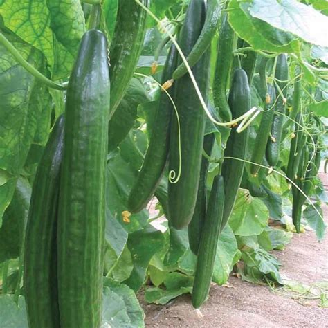VibeX ® RXI-704 Cucumber Seed, Hybrid Khira Summer Seed Price in India ...