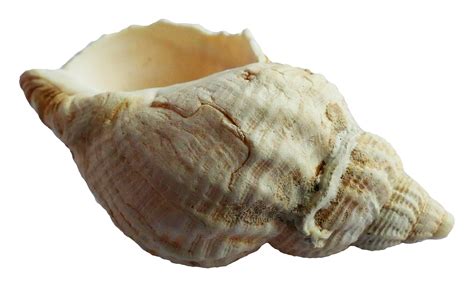 Image result for Shell No Background