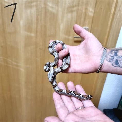 Boa constrictor Babys in Lampertheim | Tiere | Kleinanzeigen