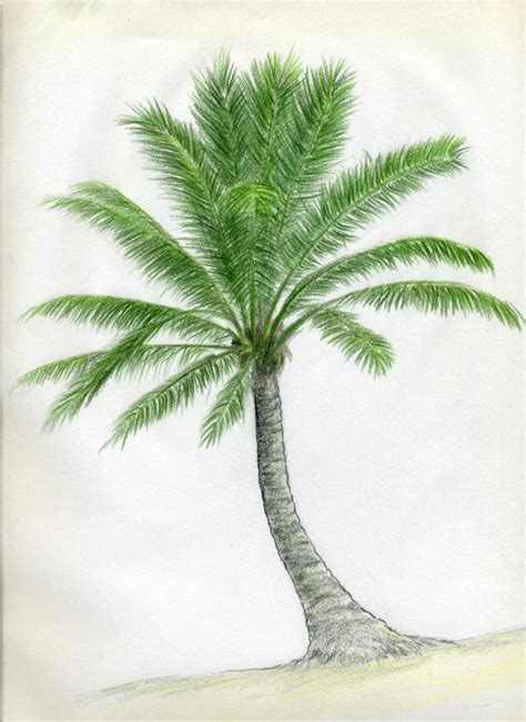 Image result for Simple Palm Tree Drawing