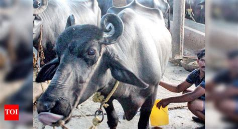 26 buffaloes that make a difference | Bengaluru News - Times of India
