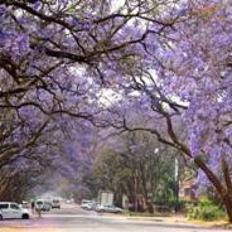 433 - Tree Society of Zimbabwe